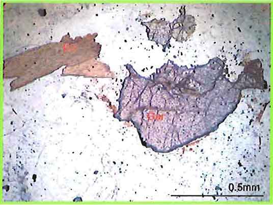 Anhedral Garnet Grain and Biotite Flakes In Augite-Biotite Granite photomicrograph image