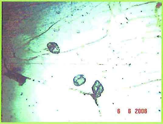 Euhedral Sphene Crystals In Alkali-Feldspar photomicrogaph image