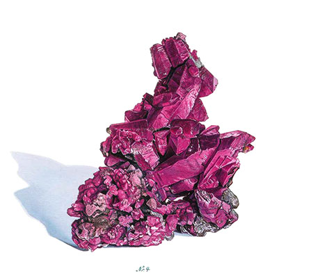 Ruby Specimen illustration image