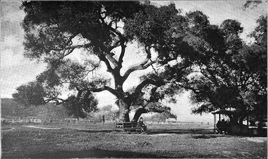 Oak photo image